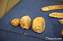 VBS_9116 - Museo Paleontologico - Asti